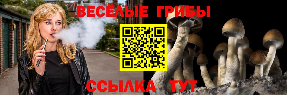 Галлюциногенные грибы Psilocybine cubensis Киселёвск